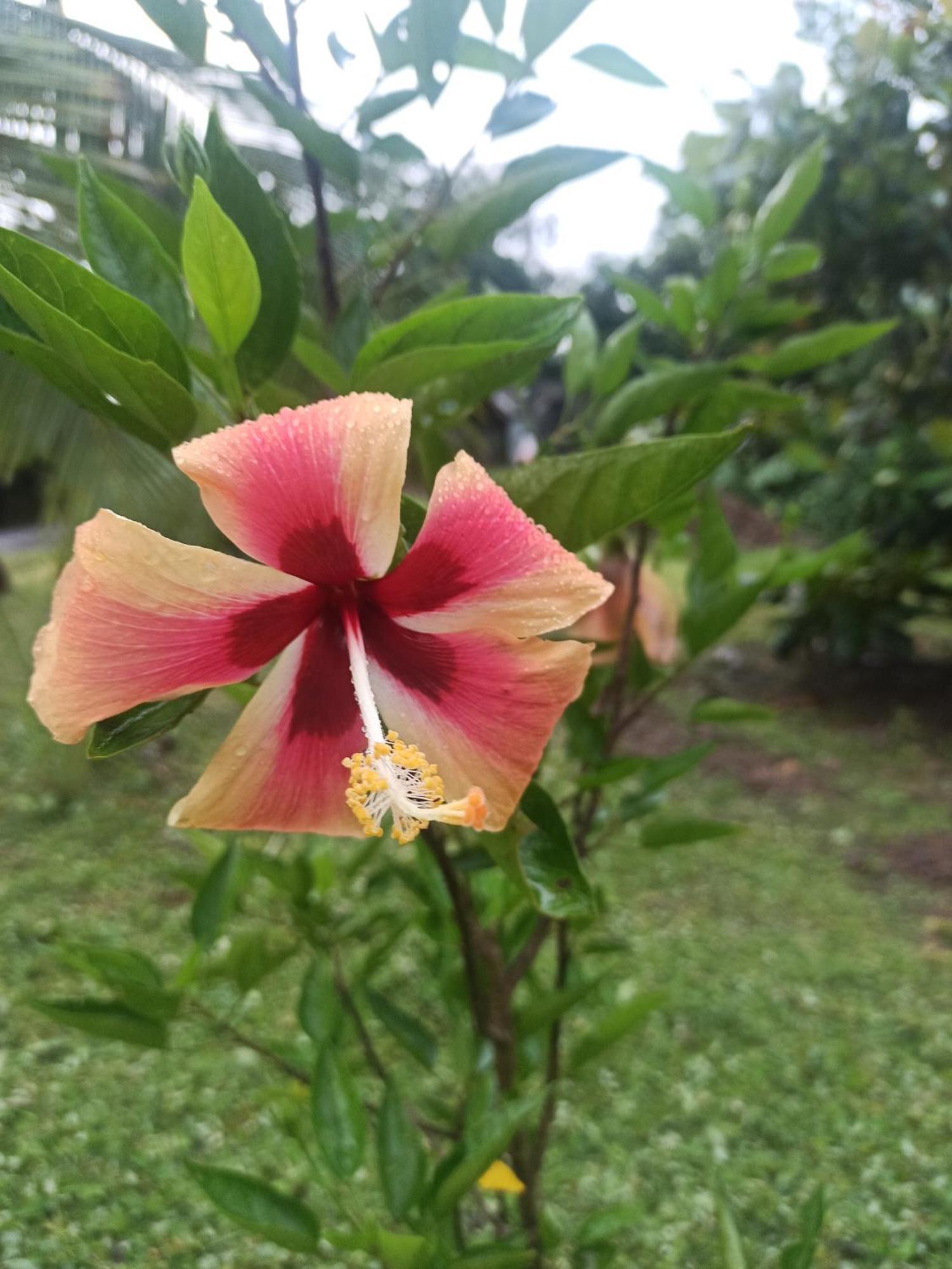 Hibiscus Garden Hotel 2*