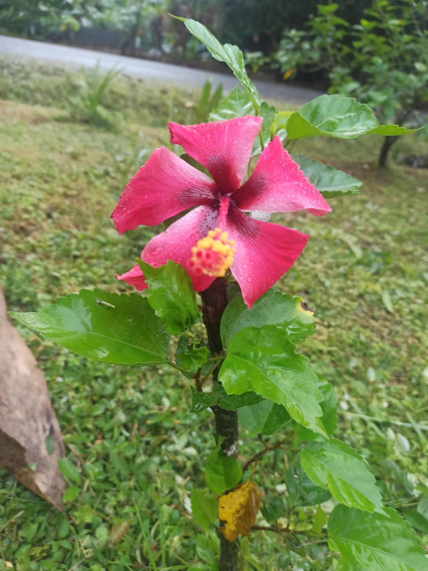 Hibiscus Garden Hotel Santa Catalina